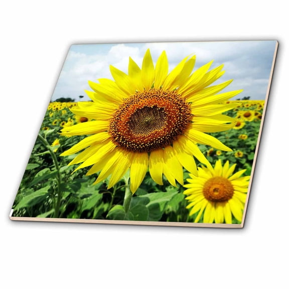 3dRose, Sunflower. Yellow. Popular flower., 4 Inch Ceramic Tile