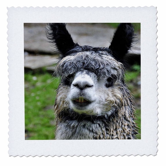 3dRose, Super Cute Furry Alpaca Wildlife Photography, 12x12 inch quilt square