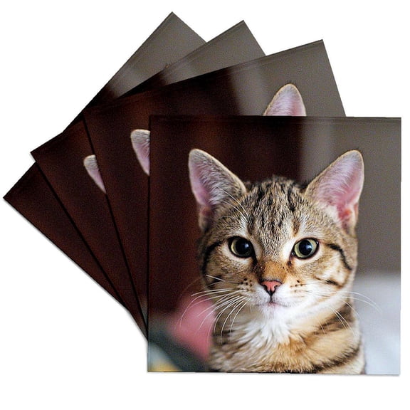 3drose, Tabby Cat Kitten, Set of 4 Ceramic Tile Coasters