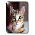 thumbnail image 1 of 3dRose, Tabby Cat Kitten, single toggle switch, 1 of 1