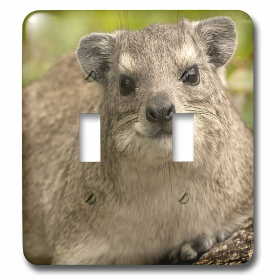 3dRose, Tanzania, Serengeti NP, Hyrax wildlife-AF45 JMC0009 - Joe and Mary Ann McDonald, double toggle switch
