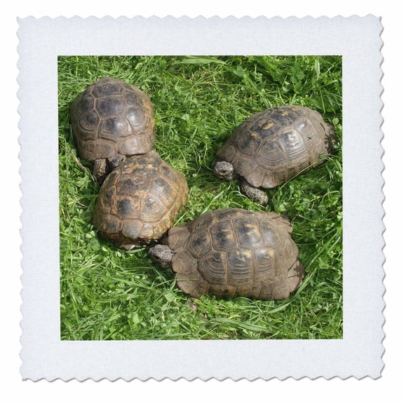 3dRose, Testudo Iberia - animals, ibera greek tortoise, land turtles, reptiles, testudo ibera, tortoise, 14x14 inch quilt square