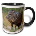 thumbnail image 1 of 3drose, Texas, Rio Grande Valley. Javelina Wildlife - Us44 Bja0184 - Jaynes Gallery, 15oz Two-tone Black Mug, 1 of 6