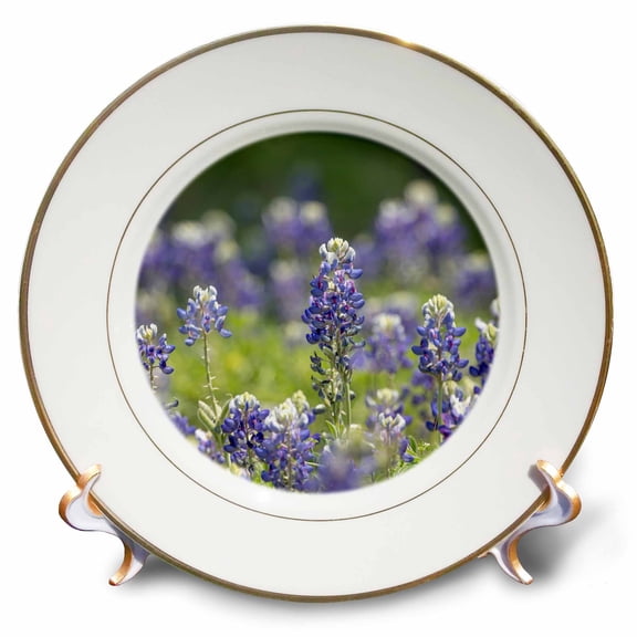 3dRose, Texas bluebonnets, Austin, Texas, 8 inch Porcelain Plate