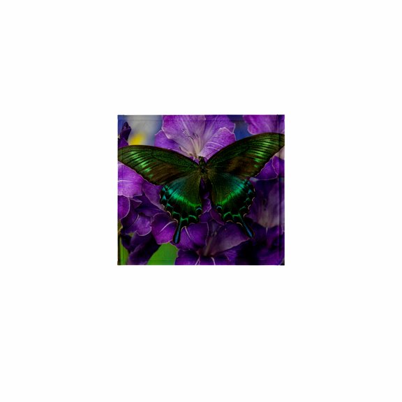 3dRose, The Common Peacock Swallowtail Butterfly, 11x12 Wash Cloth for Face and Body