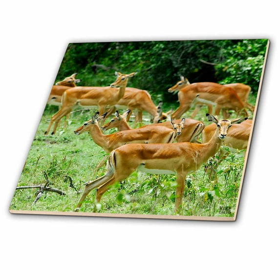 3dRose, The shores of Lake Nakuru in Kenya, 4 Inch Ceramic Tile