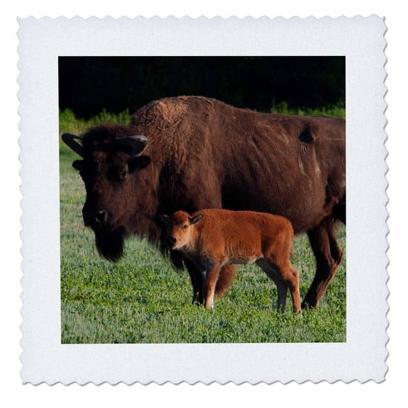 3dRose, Theodore Roosevelt National Park, American Bison and calf, 10x10 inch quilt square