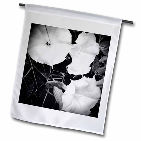 3dRose, Three Moonflowers freshly bloomed in a Michigan garden, 12 x 18 inch Garden Flag