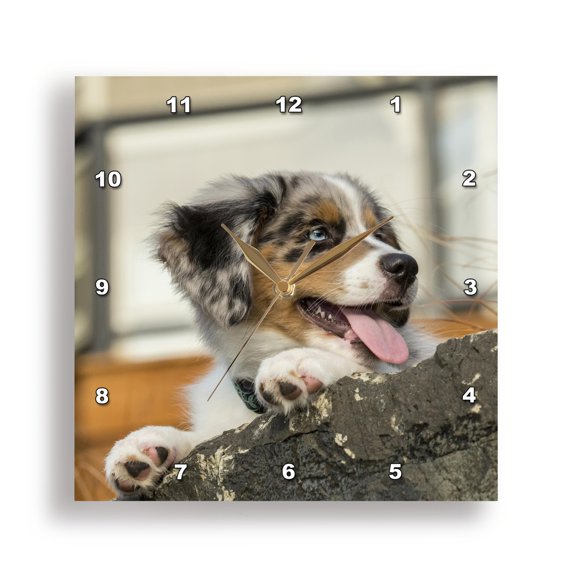 3dRose, Three month old Blue Merle Australian Shepherd puppy , 10x10 Wall Clock