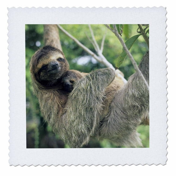 3dRose, Three-toed sloth wildlife, Corcovado NP, Costa Rica - SA22 KSC0137 - Kevin Schafer, 12x12 inch quilt square