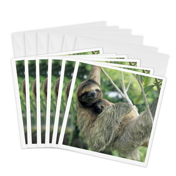 3dRose, Three-toed sloth wildlife, Corcovado NP, Costa Rica - SA22 KSC0137 - Kevin Schafer, 6 Greeting Cards with envelopes