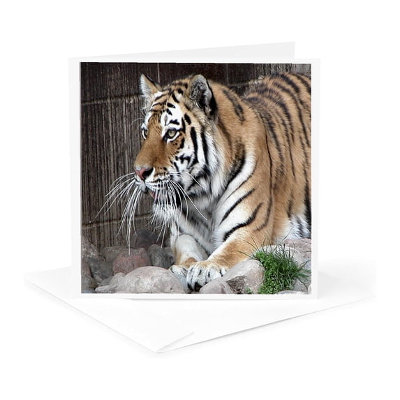 3drose, Tiger, 1 Greeting Card with Envelope