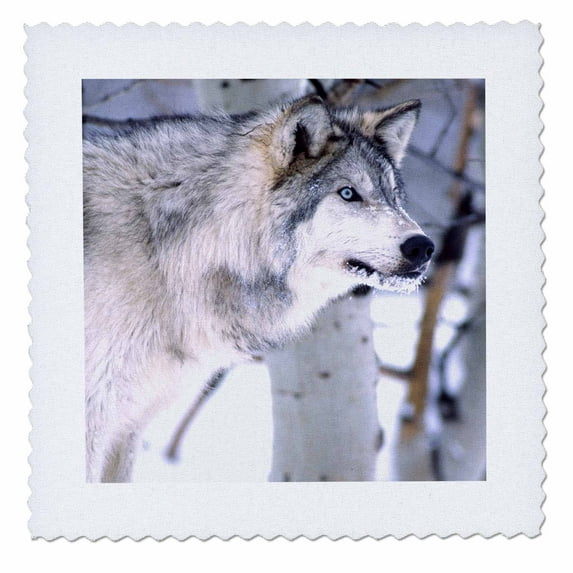 3dRose, Timber Wolf, Canis Lupus - NA02 DNO0318 - David Northcott, 10x10 inch quilt square