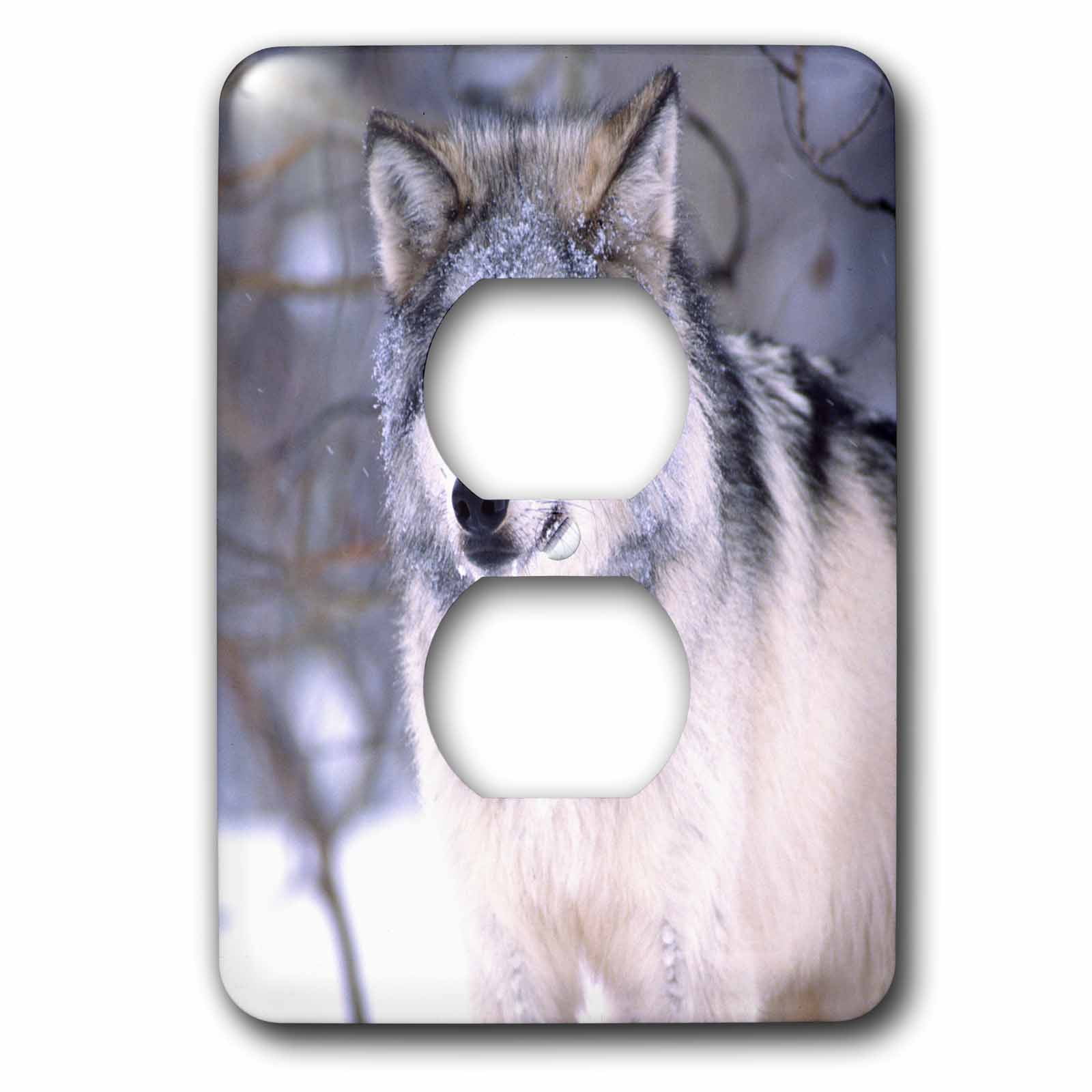 3dRose, Timber Wolf, Canis Lupus - NA02 DNO0319 - David Northcott, 2 plug outlet cover