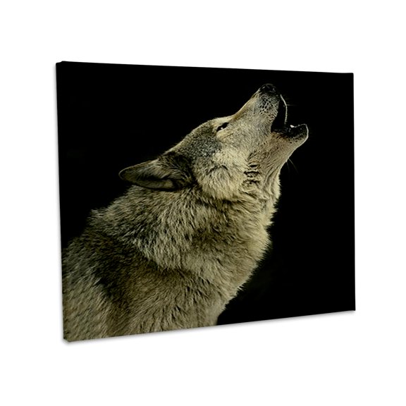3dRose, Timber Wolf, Museum Grade Canvas Wrap 14x11