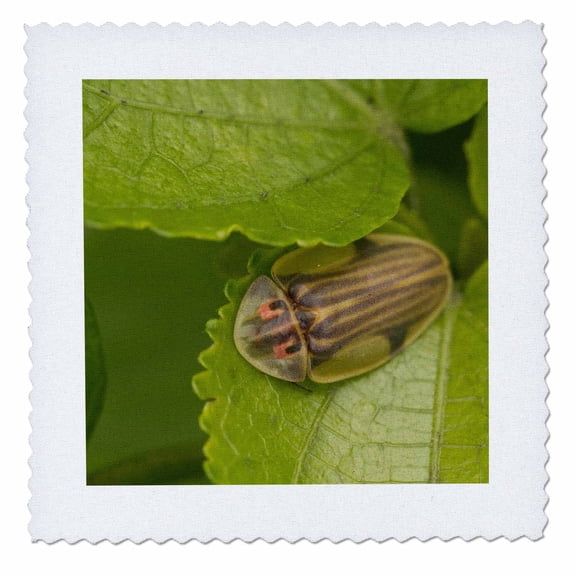 3dRose, Tortoise shell beetle insect, Costa Rica - SA22 RSP0022 - Rob Sheppard, 6x6 inch quilt square