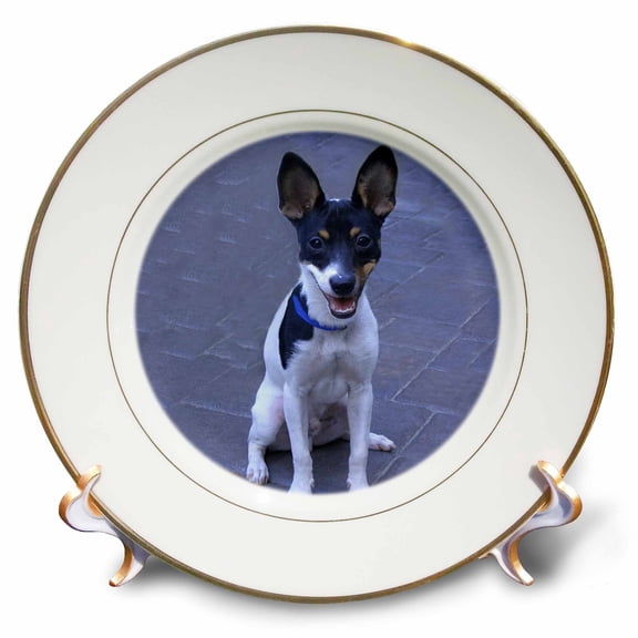 3dRose, Toy Fox Terrier 2, 8 inch Porcelain Plate