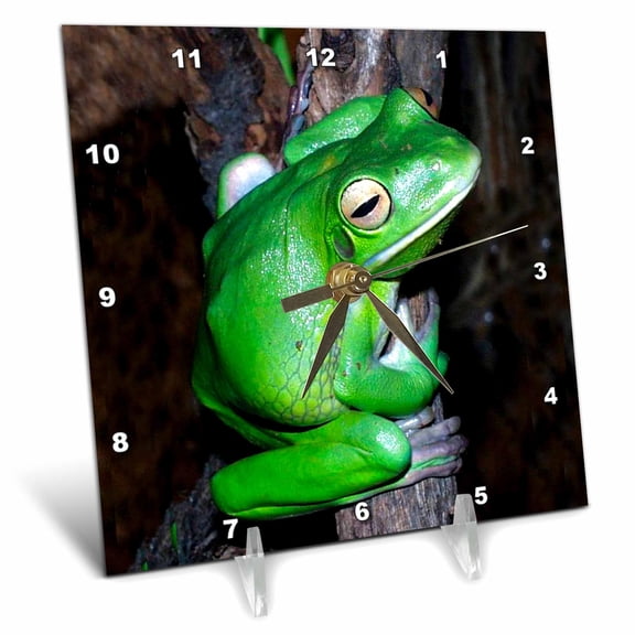 3dRose, Tree Frog, 6x6 Desk Clock