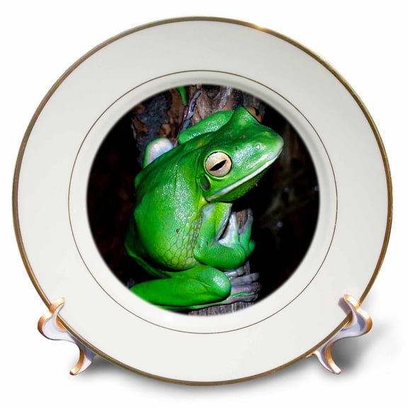 3dRose, Tree Frog, 8 inch Porcelain Plate
