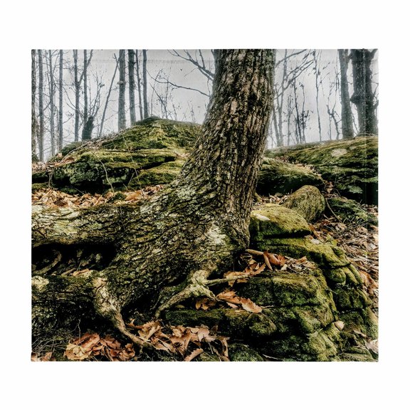 3dRose, Tree Root and Rocks in Monte Sano State Park, 11x12 Wash Cloth for Face and Body