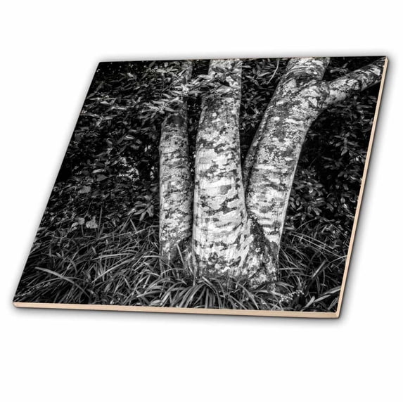 3dRose, Tree Trunk and Bushes in Black and White, 4 Inch Ceramic Tile