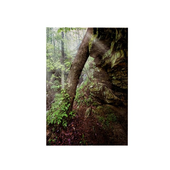 3dRose, Tree and Overhang in Monte Sano State Park, 15x22 Hand Towel