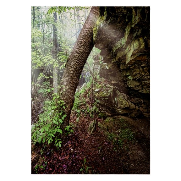 3dRose, Tree and Overhang in Monte Sano State Park, 22x30 Bath Hand Pool Towel