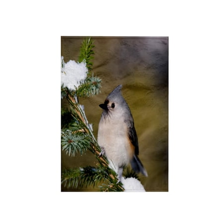 3dRose, Tufted Titmouse in Blue Atlas Cedar in winter, Marion Co. IL, 15x22 Hand Towel