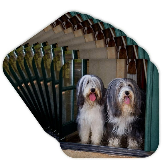 3drose, Two Bearded Collie Dogs - Us05 Zmu0040 - Zandria Muench Beraldo, Set of 8 Coasters - Soft