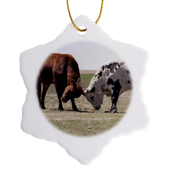3drose, Two Brahma Bull Cows Bumping Heads - Na02 Pwo0004 - Piperanne Worcester, 3 inch Snowflake Porcelain Ornament