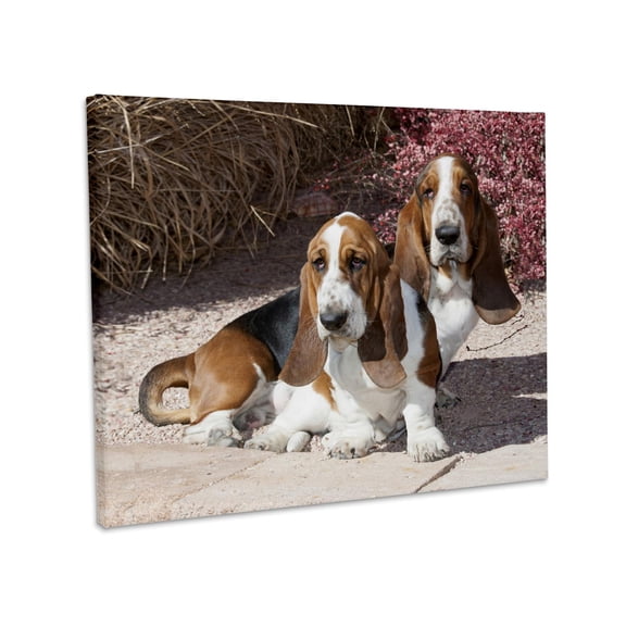 3dRose, Two purebred Bassett Hound dogs near red bush - NA02 PWO0061 - PiperAnne Worcester, Museum Grade Canvas Wrap 14x11