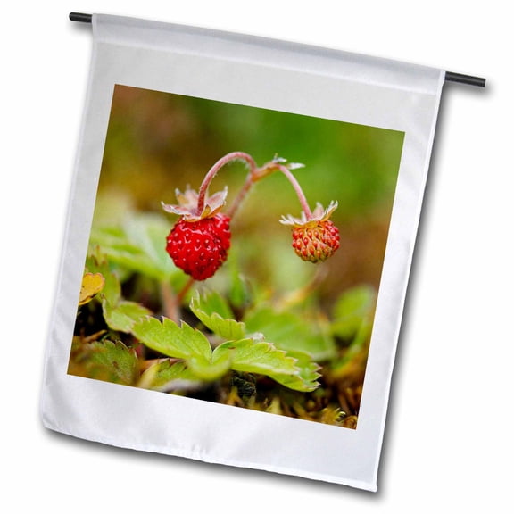 3dRose, UK, England, Strawberry fruit, garden - EU33 DSL0075 - David Slater, 12 x 18 inch Garden Flag