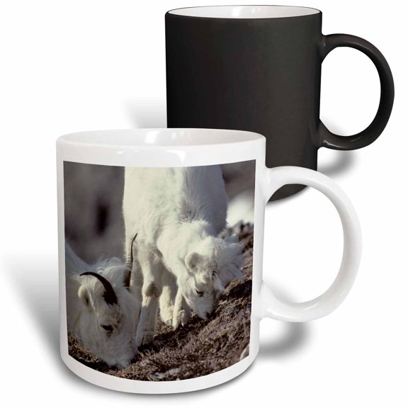 3drose, Usa Alaska, Denali National Park, Dall Sheep, Lamb - Us02 Gre0067 - Gerry Reynolds, 11oz Magic Transforming Mug