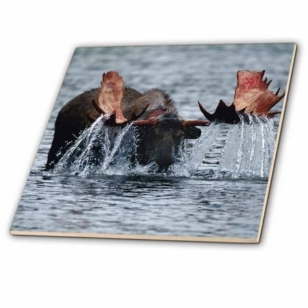 3dRose, USA, Alaska, Denali National Park, Moose bull drinking in lake. , 8 Inch Ceramic Tile