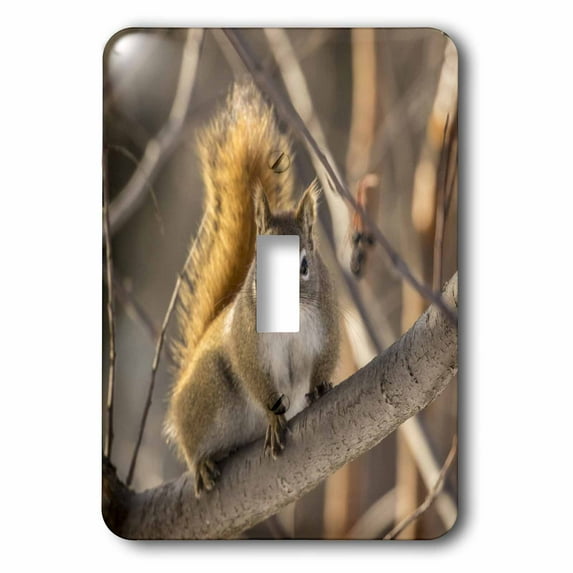 3dRose, USA, Alaska, Fairbanks. Red squirrel in tree., single toggle switch