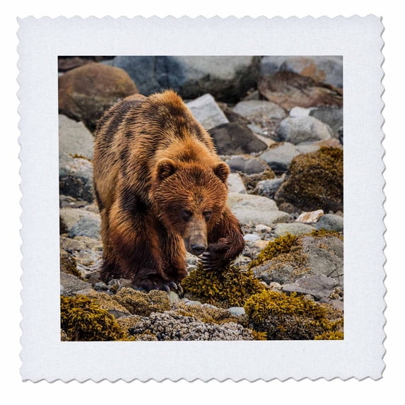 3dRose, USA, Alaska, Glacier Bay National Park. Brown bear on beach., 14x14 inch quilt square