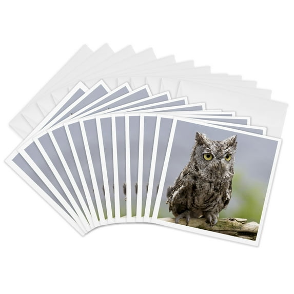 3drose, Usa, Alaska, Ketchikan. Western Screech Owl - Us02 Bja0238 - Jaynes Gallery, 12 Greeting Cards with Envelopes