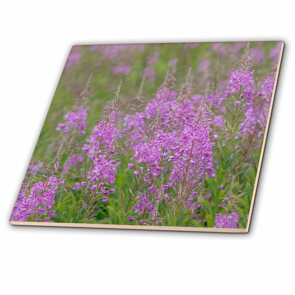 3dRose, USA, Alaska, Valdez. Field of fireweed flowers., 12 Inch Ceramic Tile