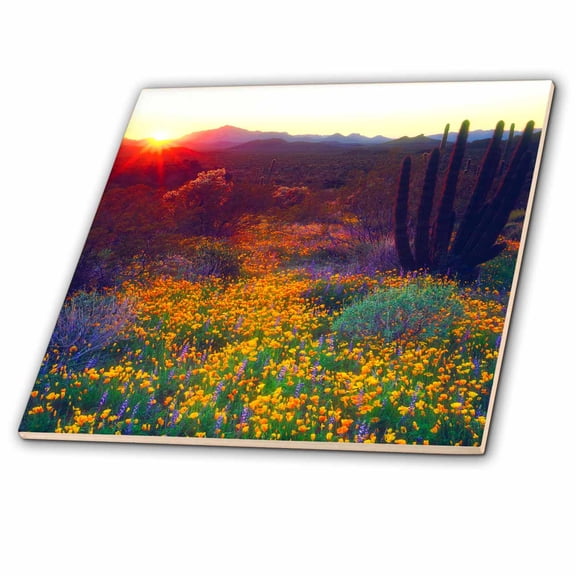 3dRose, USA, Arizona, Wildflowers and cacti in Organ Pipe National Monument., 8 Inch Ceramic Tile