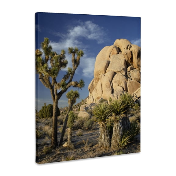3dRose, USA, California. Joshua Tree, Joshua Tree National Park., Museum Grade Canvas Wrap 11x14
