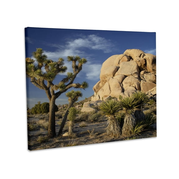3dRose, USA, California. Joshua Tree, Joshua Tree National Park., Museum Grade Canvas Wrap 14x11