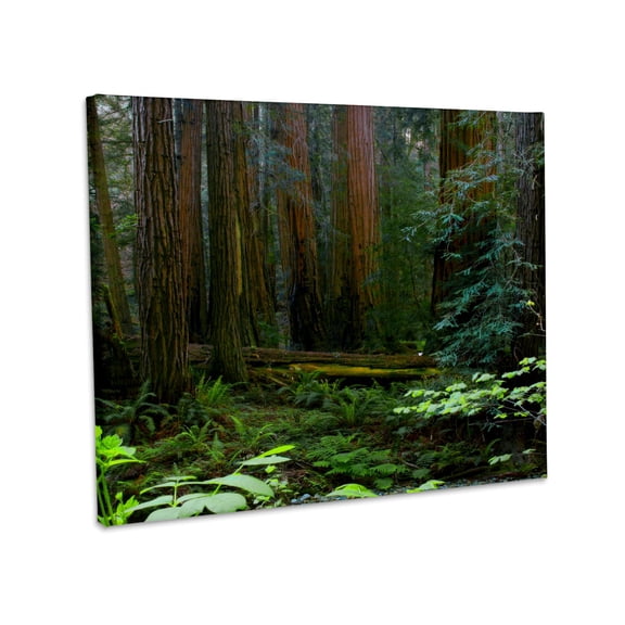 3dRose, USA, California. Redwoods in Muir Woods NM., Museum Grade Canvas Wrap 14x11