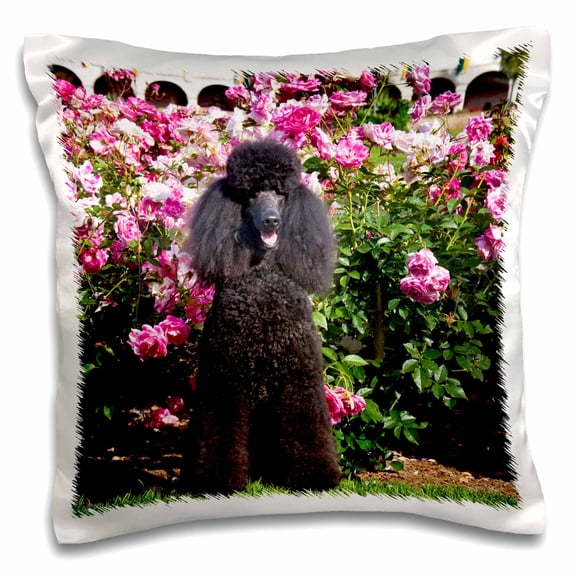3dRose, USA, California. Standard Poodle sitting in a rose garden., 16x16 inch Pillow Case