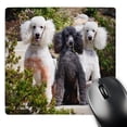 thumbnail image 1 of 3dRose, USA, California. Three Standard Poodles sitting together., MousePad, 1 of 7