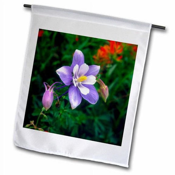 3dRose, USA, Colorado, Rocky Mountains, Yankee Boy Basin, Columbine flower., 12 x 18 inch Garden Flag