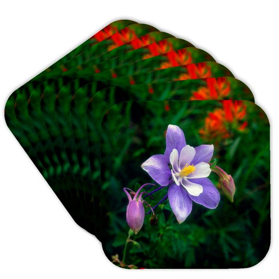 3drose, Usa, Colorado, Rocky Mountains, Yankee Boy Basin, Columbine Flower., Set of 8 Coasters - Soft