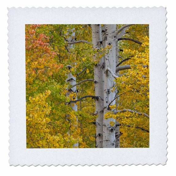 3dRose, USA, Colorado, San Juan National Forest. Aspen forest in autumn., 10x10 inch quilt square