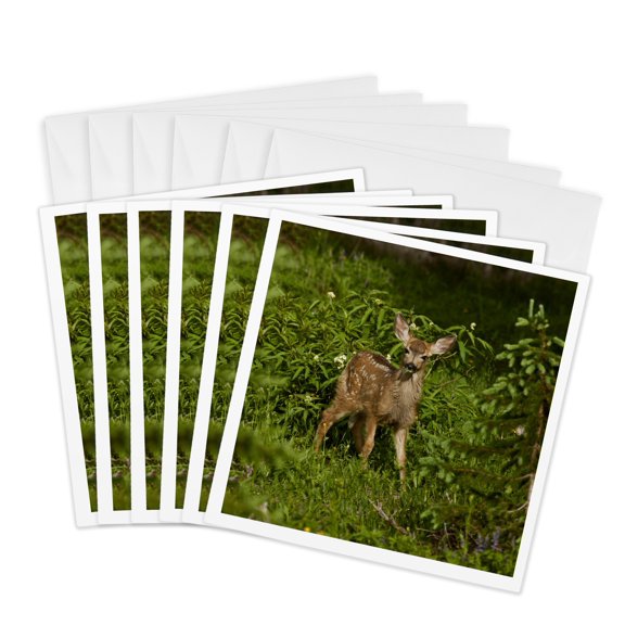 3drose, Usa, Colorado, White River, Mule Deer Wildlife - Us06 Bja0310 - Jaynes Gallery, 6 Greeting Cards with Envelopes