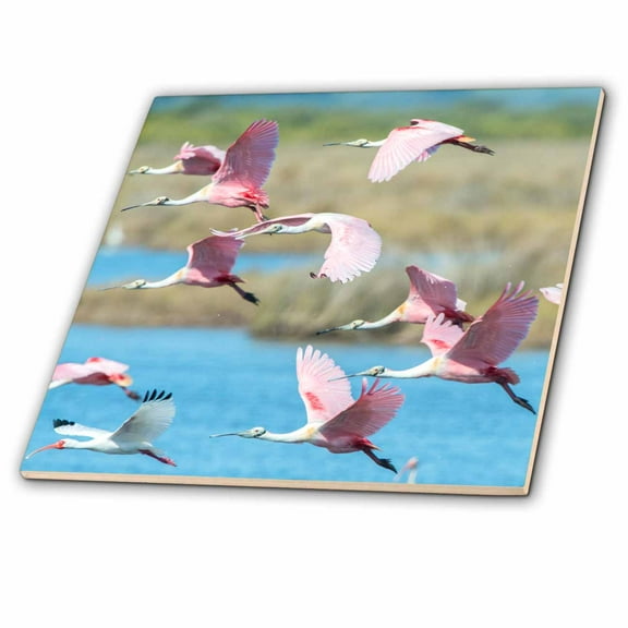 3dRose, USA, Florida, Merritt Island, NWR, Roseate Spoonbills , 12 Inch Ceramic Tile