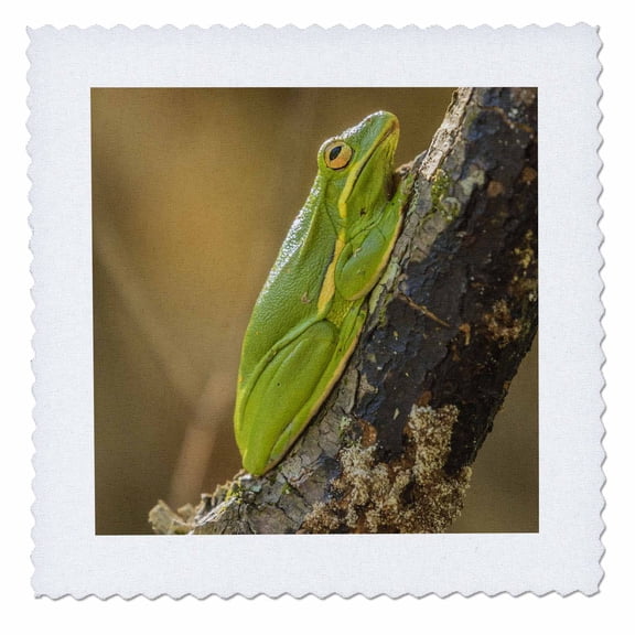 3dRose, USA, Louisiana, Atchafalaya NWR. Green tree frog close-up. , 6x6 inch quilt square